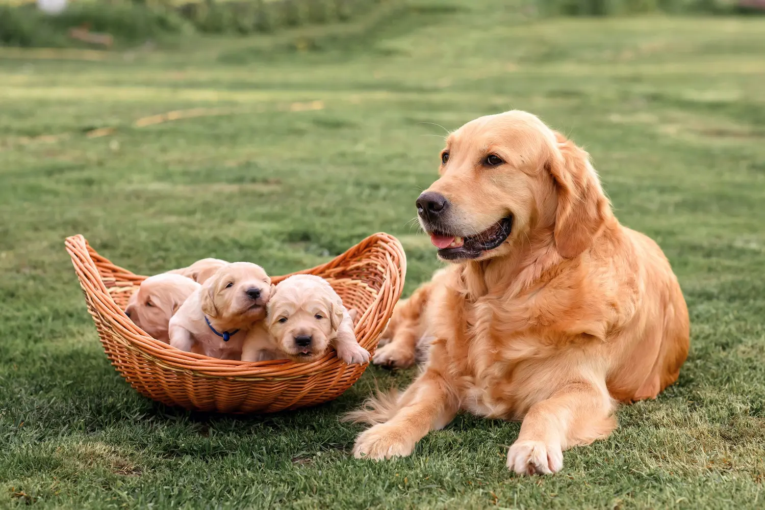 Kupno szczeniaka Golden Retriever oznacza wzięcie na siebie odpowiedzialności! Kup szczenięta rasy Golden Retriever.