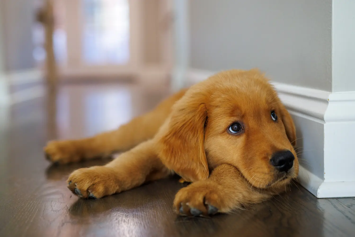 Kupno szczeniaka Golden Retriever oznacza wzięcie na siebie odpowiedzialności! Kup szczenięta rasy Golden Retriever.