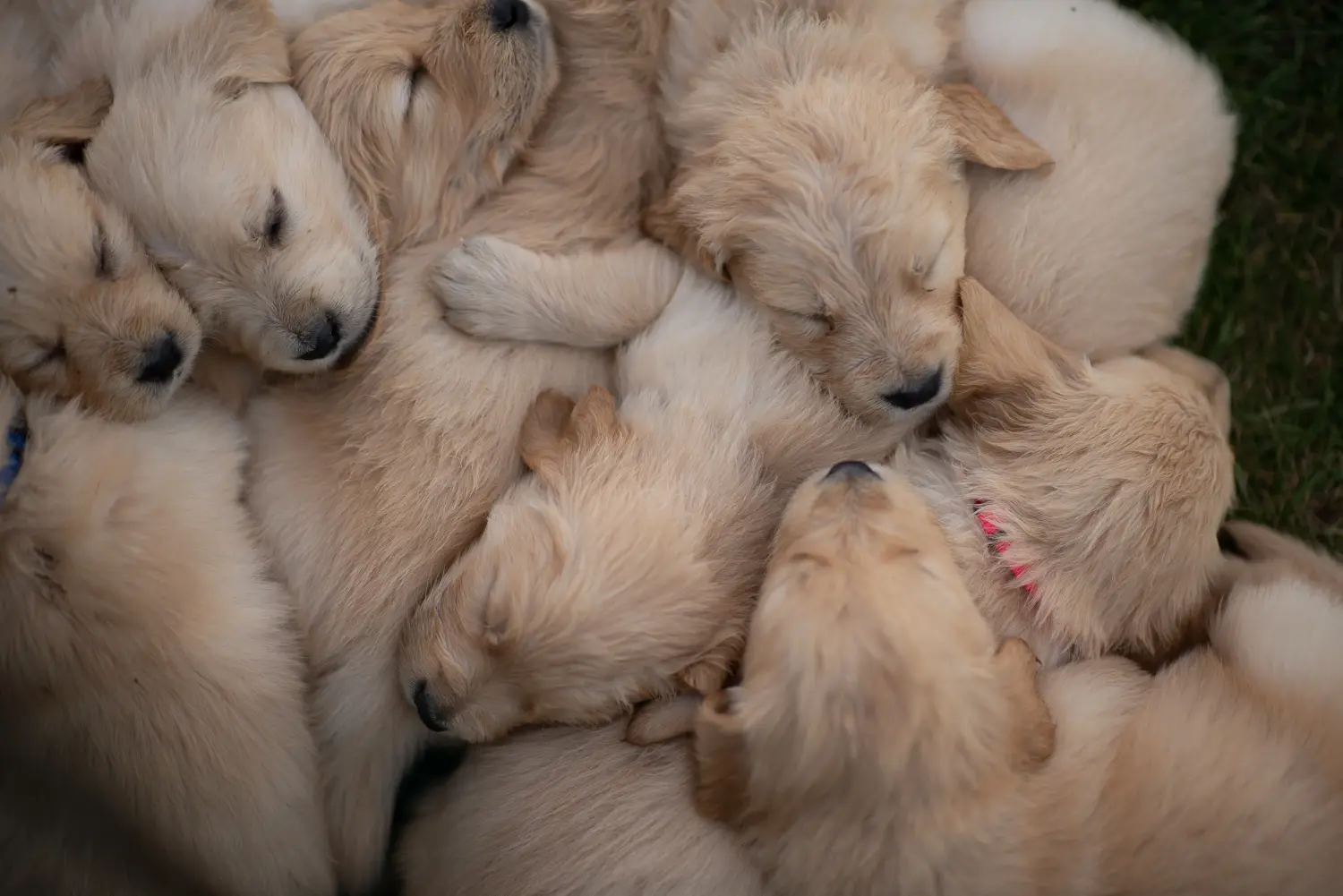 Kupno szczeniaka Golden Retriever oznacza wzięcie na siebie odpowiedzialności! Kup szczenięta rasy Golden Retriever.