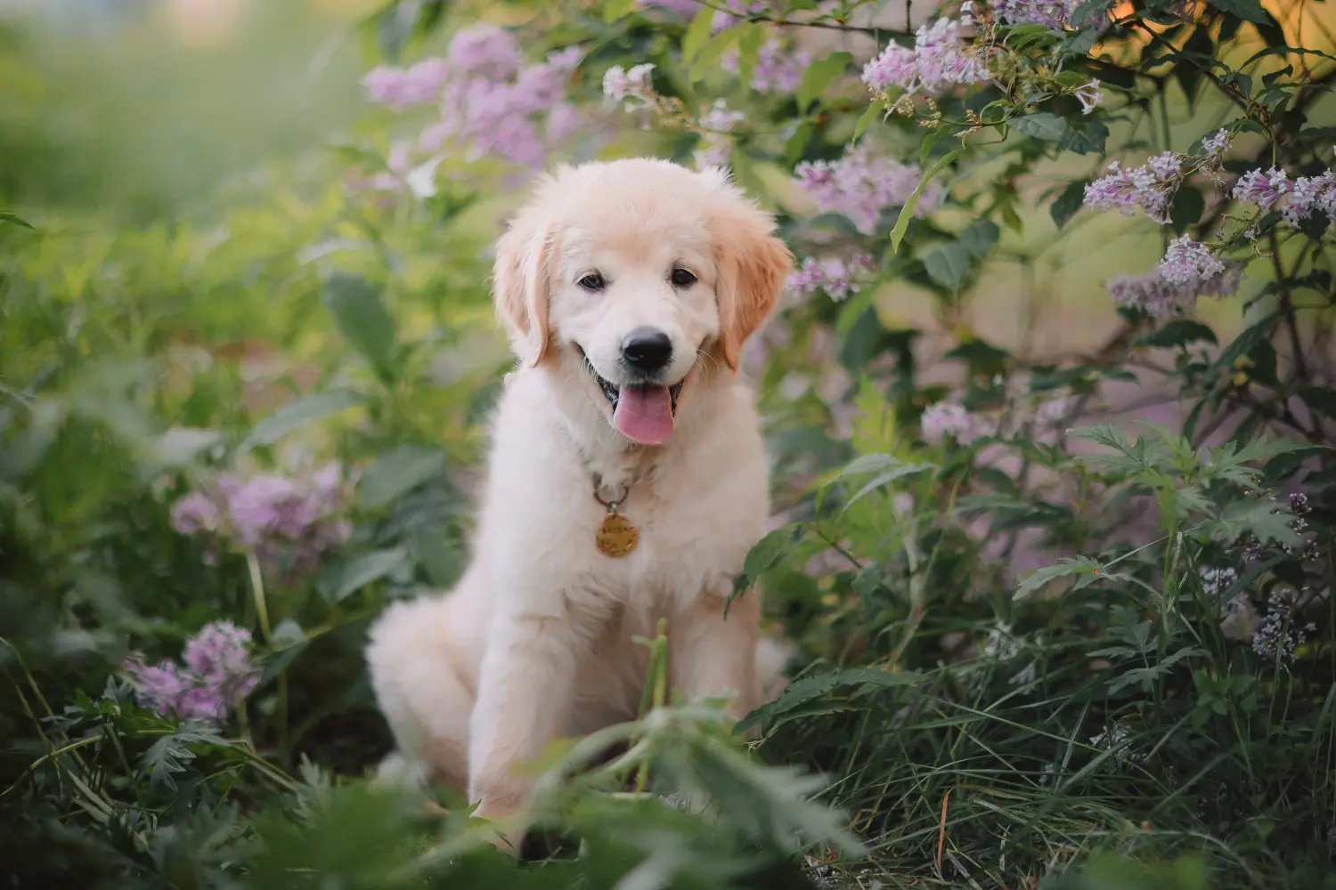 Kupno szczeniaka Golden Retriever oznacza wzięcie na siebie odpowiedzialności! Kup szczenięta rasy Golden Retriever.