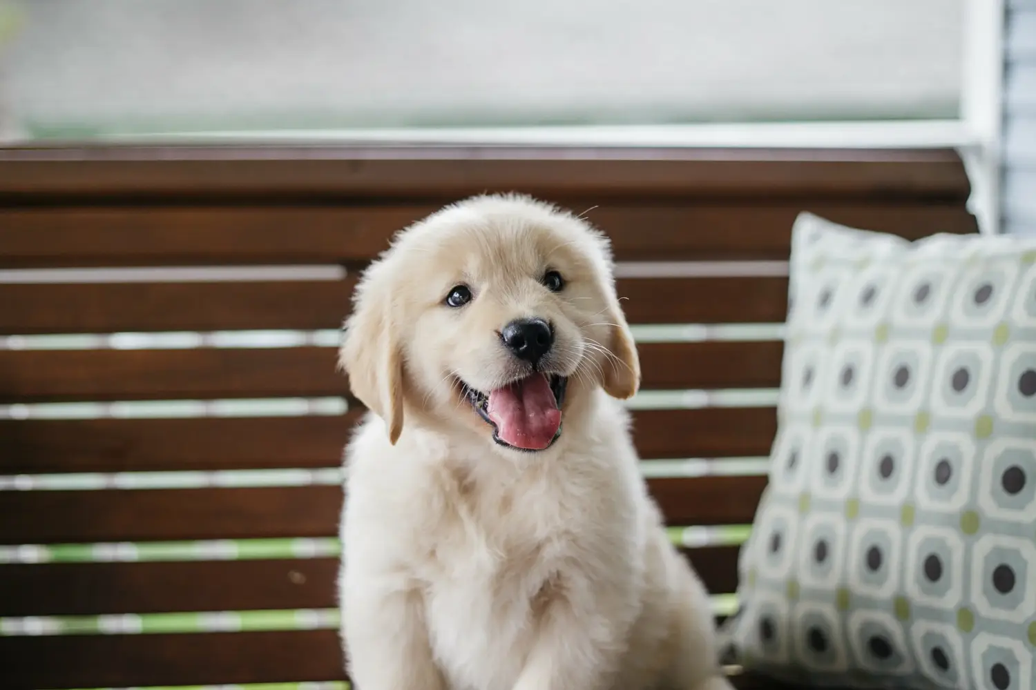 Kupno szczeniaka Golden Retriever oznacza wzięcie na siebie odpowiedzialności! Kup szczenięta rasy Golden Retriever.