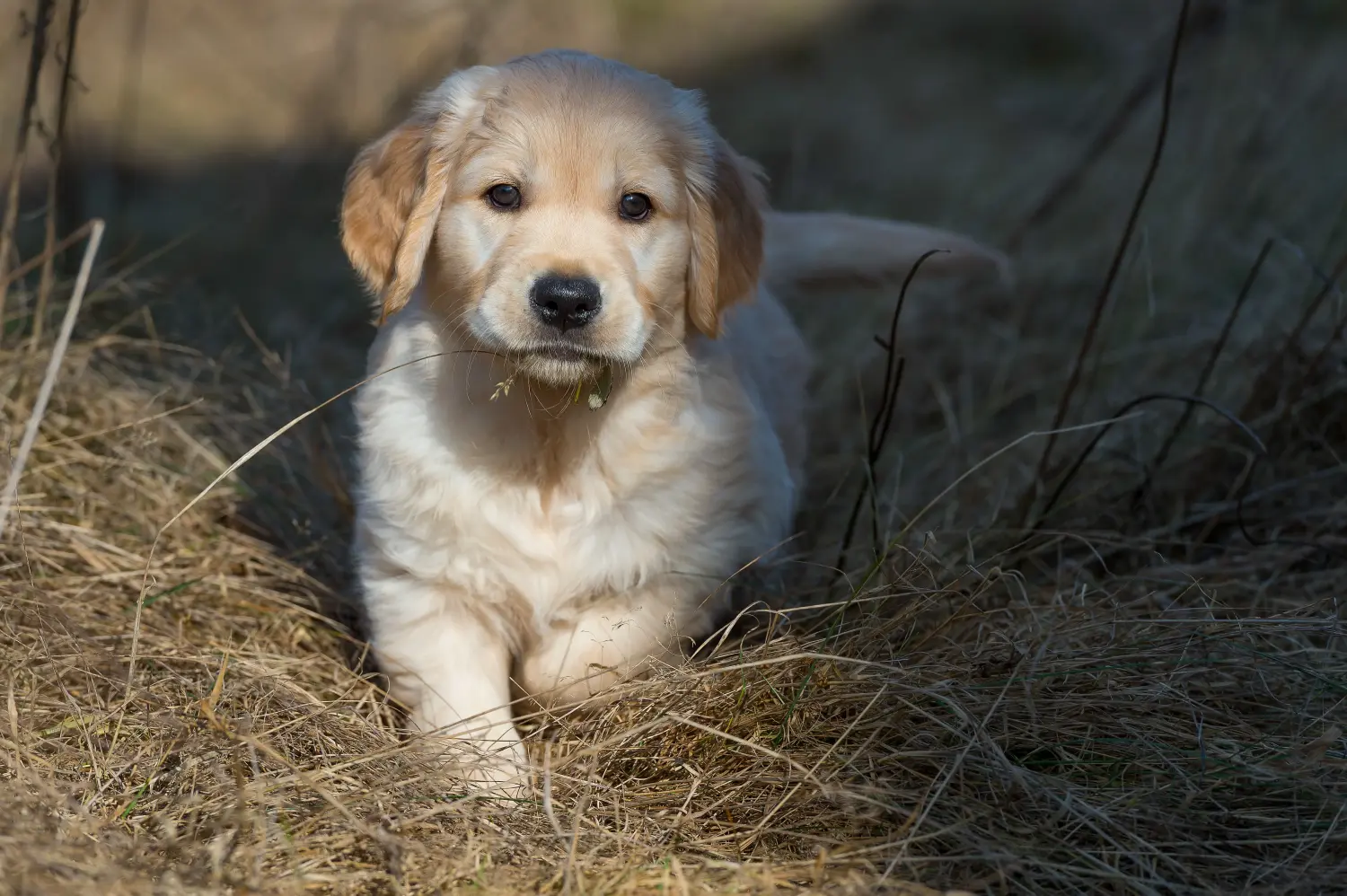 Kupno szczeniaka Golden Retriever oznacza wzięcie na siebie odpowiedzialności! Kup szczenięta rasy Golden Retriever.