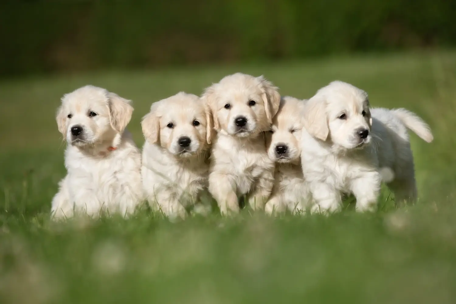 Kupno szczeniaka Golden Retriever oznacza wzięcie na siebie odpowiedzialności! Kup szczenięta rasy Golden Retriever.