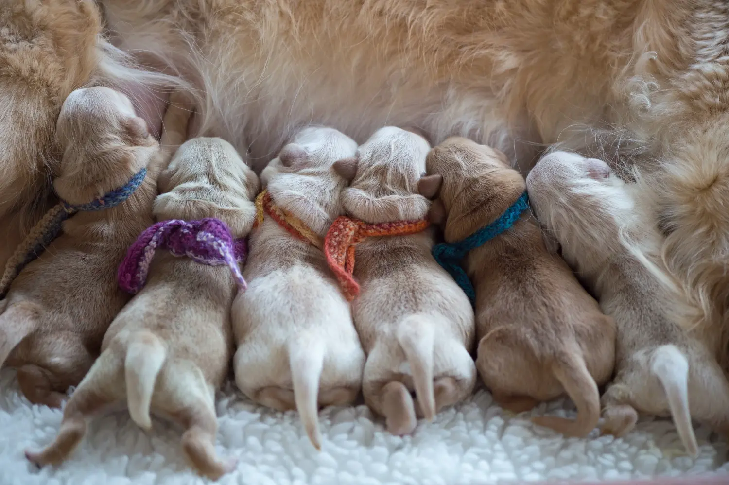 Kupno szczeniaka Golden Retriever oznacza wzięcie na siebie odpowiedzialności! Kup szczenięta rasy Golden Retriever.