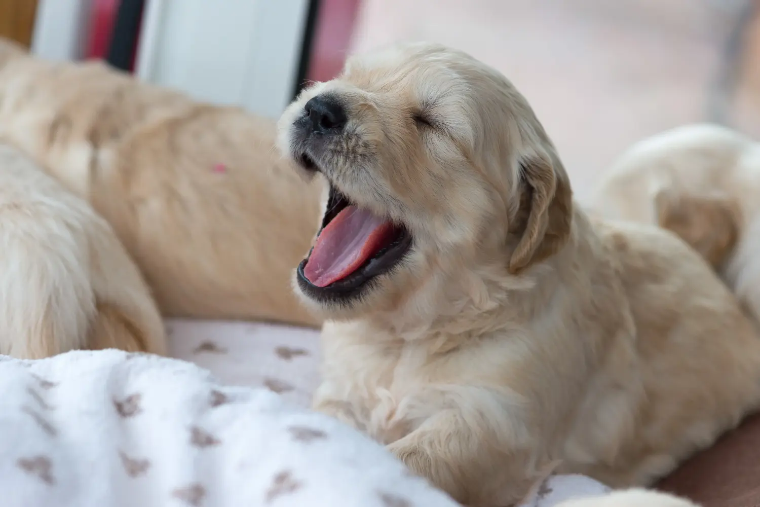Kupno szczeniaka Golden Retriever oznacza wzięcie na siebie odpowiedzialności! Kup szczenięta rasy Golden Retriever.