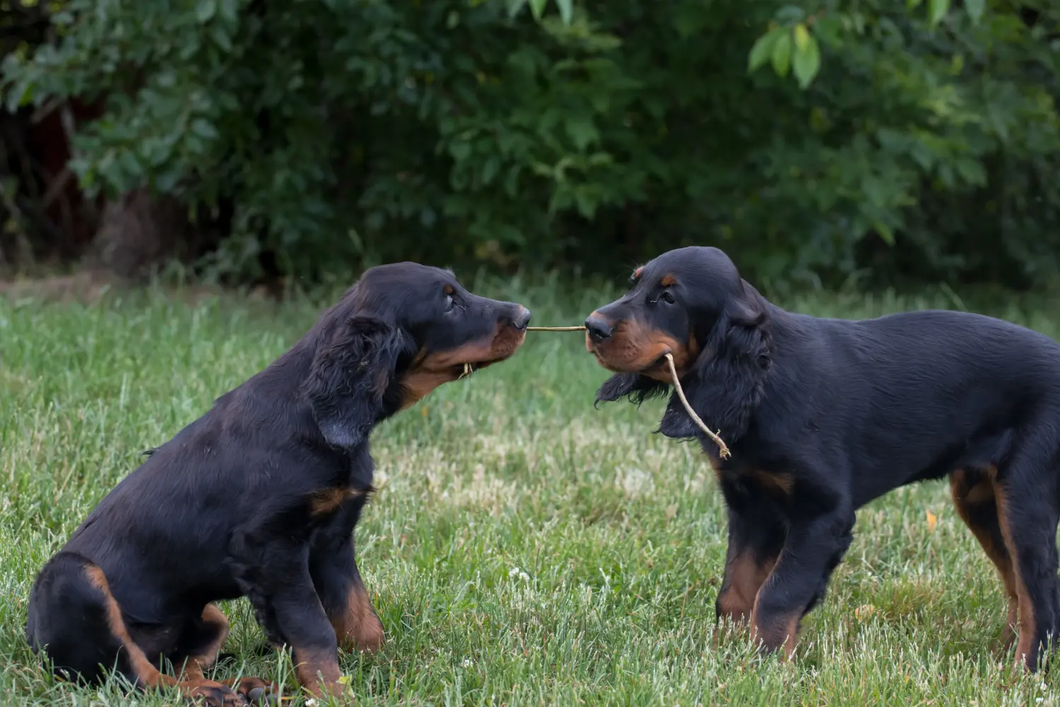 Zakup szczeniaka rasy Gordon Setter oznacza wzięcie na siebie odpowiedzialności! Kup szczenięta rasy seter gordoński.