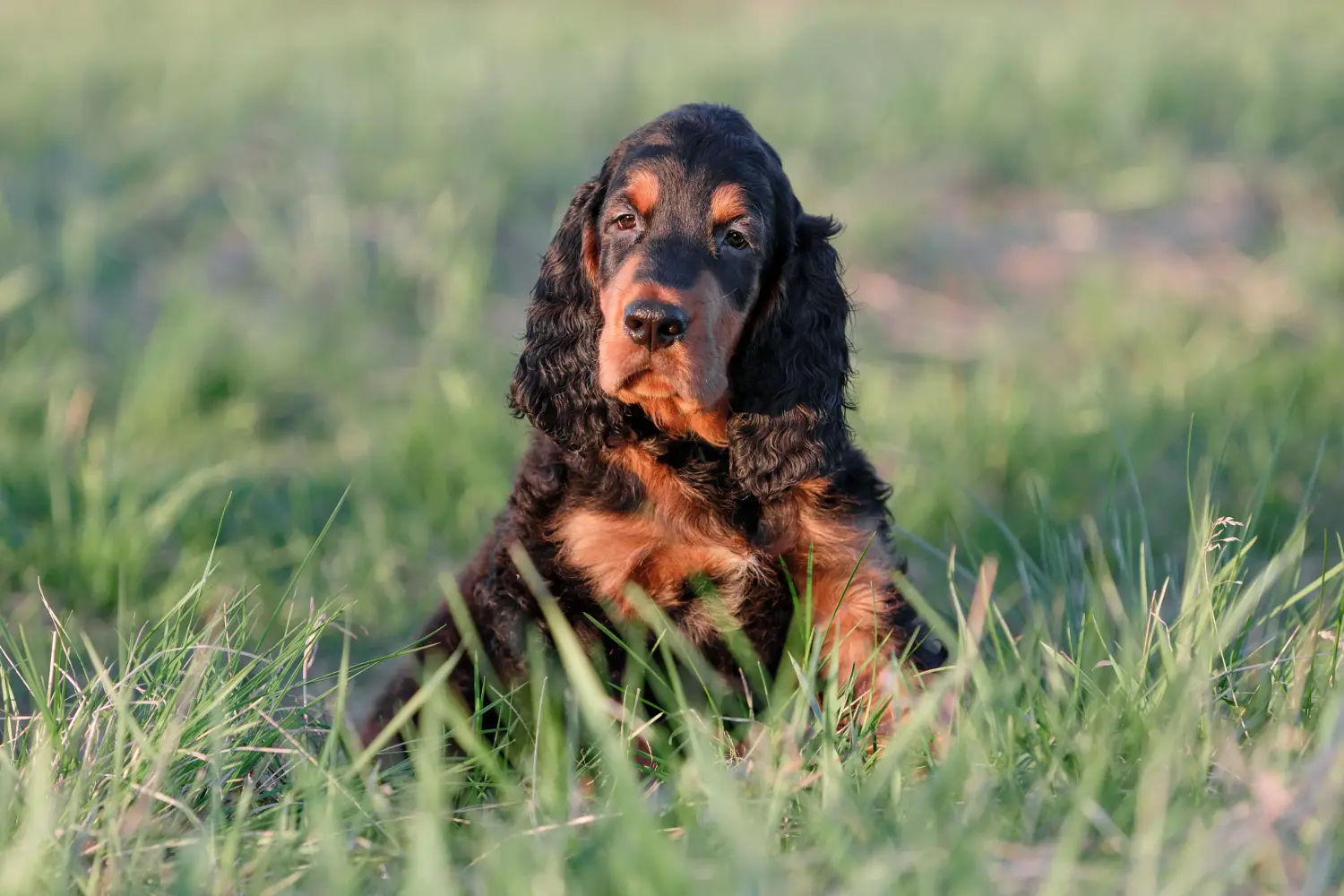 Zakup szczeniaka rasy Gordon Setter oznacza wzięcie na siebie odpowiedzialności! Kup szczenięta rasy seter gordoński.