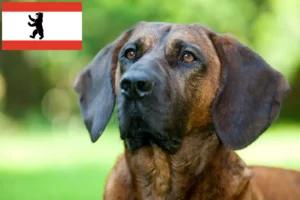 Read more about the article Hannoverscher Schweißhund hodowcy i szczenięta w Berlin