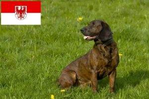 Read more about the article Hannoverscher Schweißhund hodowcy i szczenięta w Brandenburgia