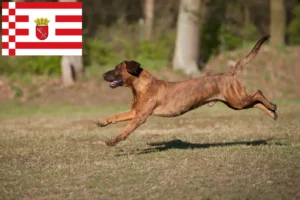 Read more about the article Hannoverscher Schweißhund hodowcy i szczenięta w Brema