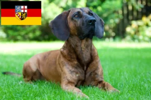 Read more about the article Hodowca psów rasy hanowerski spawacz i szczenięta w Kraju Saary