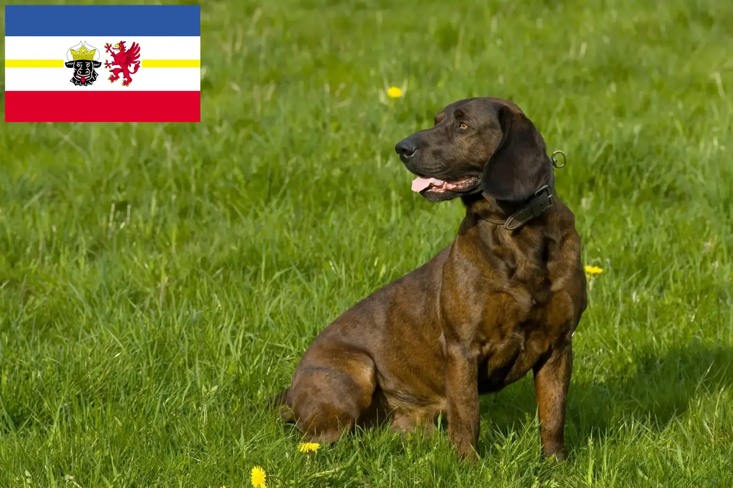 Read more about the article Hannoverscher Schweißhund hodowcy i szczenięta w Meklemburgia-Pomorze Przednie
