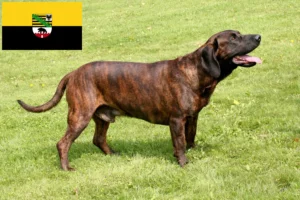 Read more about the article Hannoverscher Schweißhund hodowcy i szczenięta w Saksonia-Anhalt