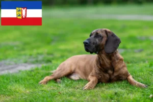 Read more about the article Hannoverscher Schweißhund hodowcy i szczenięta w Szlezwik-Holsztyn