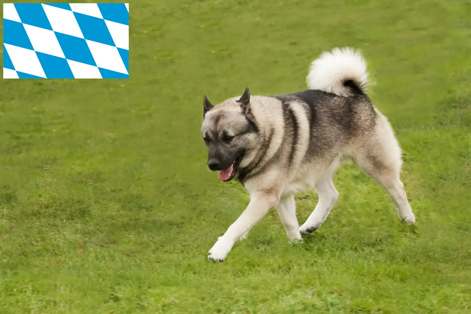Read more about the article Hodowcy i szczenięta Buhund norweski w Bawaria