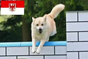 Read more about the article Hodowcy i szczenięta Buhund norweski w Brandenburgia