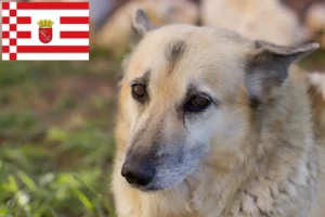 Read more about the article Hodowca buhundów norweskich i szczeniąt w Brema