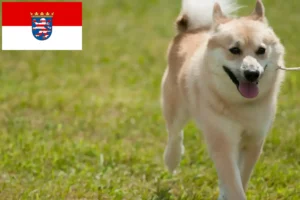 Read more about the article Hodowcy i szczenięta Buhund norweski w Hesja