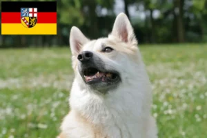 Read more about the article Hodowca buhundów norweskich i szczeniąt w Kraj Saary