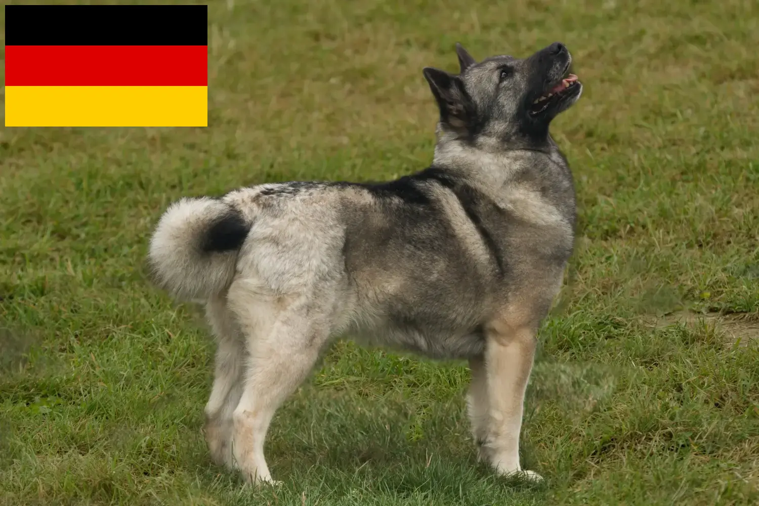 Read more about the article Hodowcy i szczenięta Buhund norweski w Niemcy