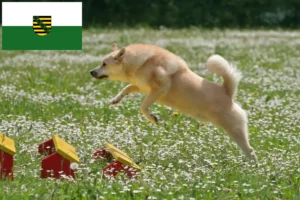 Read more about the article Hodowcy i szczenięta Buhund norweski w Saksonia