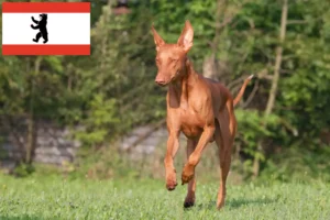 Read more about the article Hodowca psów faraonów i szczeniąt w Berlinie