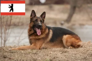 Read more about the article Hodowcy psów pasterskich i szczenięta w Berlinie