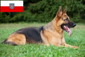 Read more about the article Hodowcy psów pasterskich i szczenięta w Turyngia