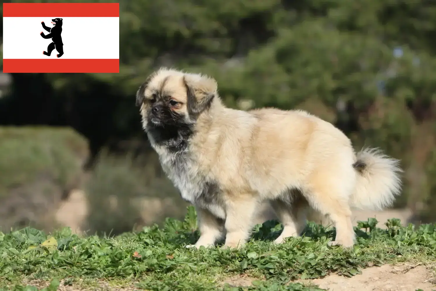Spaniel tybetański szczenięta i hodowca Berlin Tutaj znajdziesz hodowców spanieli tybetańskich w Berlin.