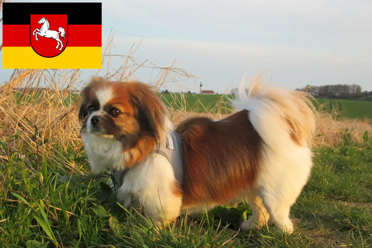 Spaniel tybetański szczenięta i hodowca Dolna Saksonia Tutaj znajdziesz hodowców spanieli tybetańskich w Dolna Saksonia.