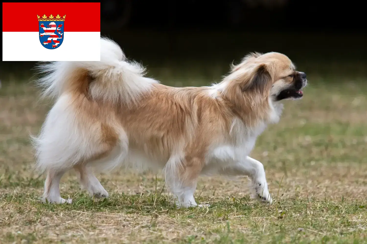Spaniel tybetański szczenięta i hodowca Hesja Tutaj znajdziesz hodowców spanieli tybetańskich w Hesja.