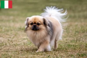 Read more about the article Hodowcy i szczenięta spaniel tybetański w Włochy