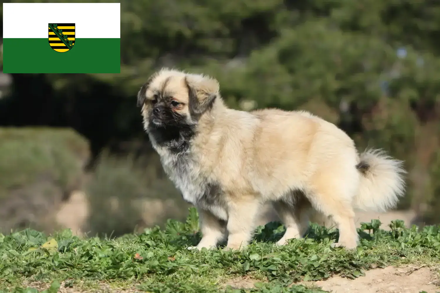 Spaniel tybetański szczenięta i hodowca Saksonia Tutaj znajdziesz hodowców spanieli tybetańskich w Saksonia.