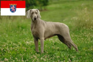 Read more about the article Hodowcy i szczenięta weimarów w Hesja