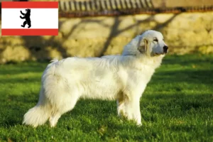 Read more about the article Hodowca pirenejskich psów górskich i szczenięta w Berlinie
