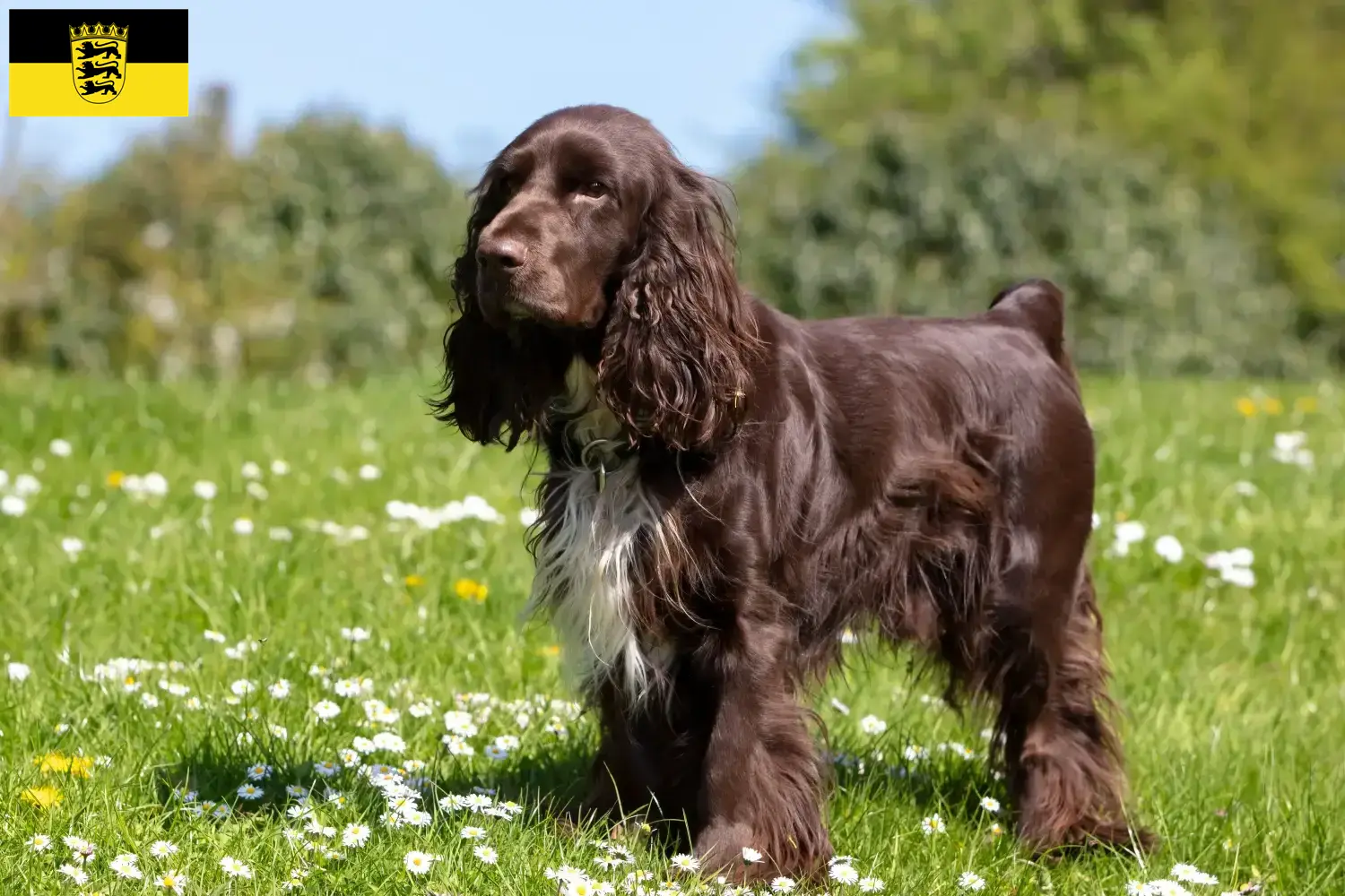 Szczenięta spaniel polny i hodowcy Badenia-Wirtembergia Tutaj znajdziesz hodowców Field spanieli w Badenia-Wirtembergia.