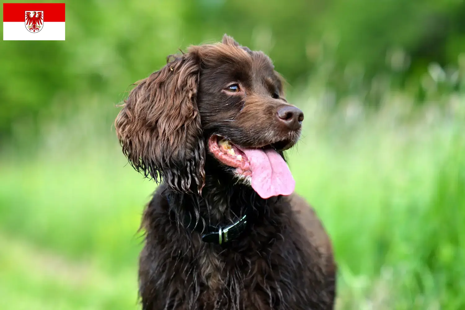 Spaniel polny szczenięta i hodowcy Brandenburgia Tutaj znajdą Państwo hodowców spanieli polnych w Brandenburg.