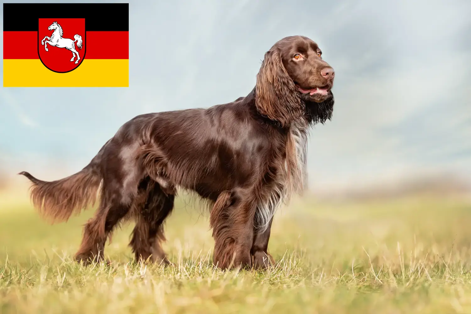 Spaniel polny szczenięta i hodowcy Dolna Saksonia Tutaj znajdziesz hodowców rasy Spaniele polne w Dolna Saksonia.