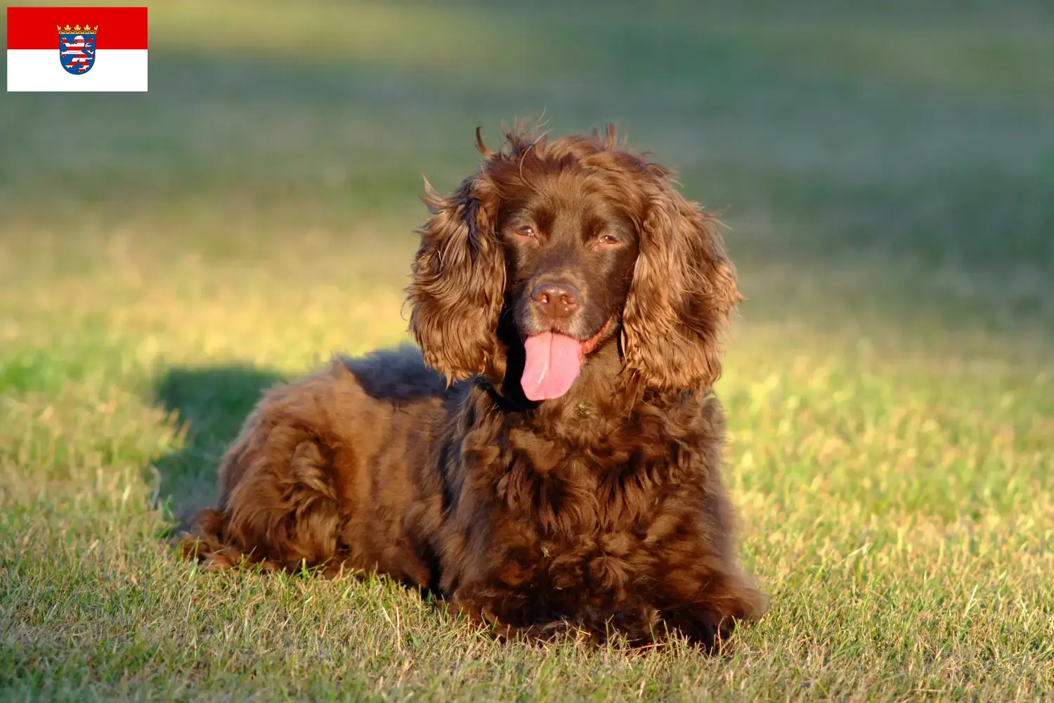 Spaniel polny szczenięta i hodowcy Hesja Tutaj znajdą Państwo hodowców spanieli polnych w Hesja.