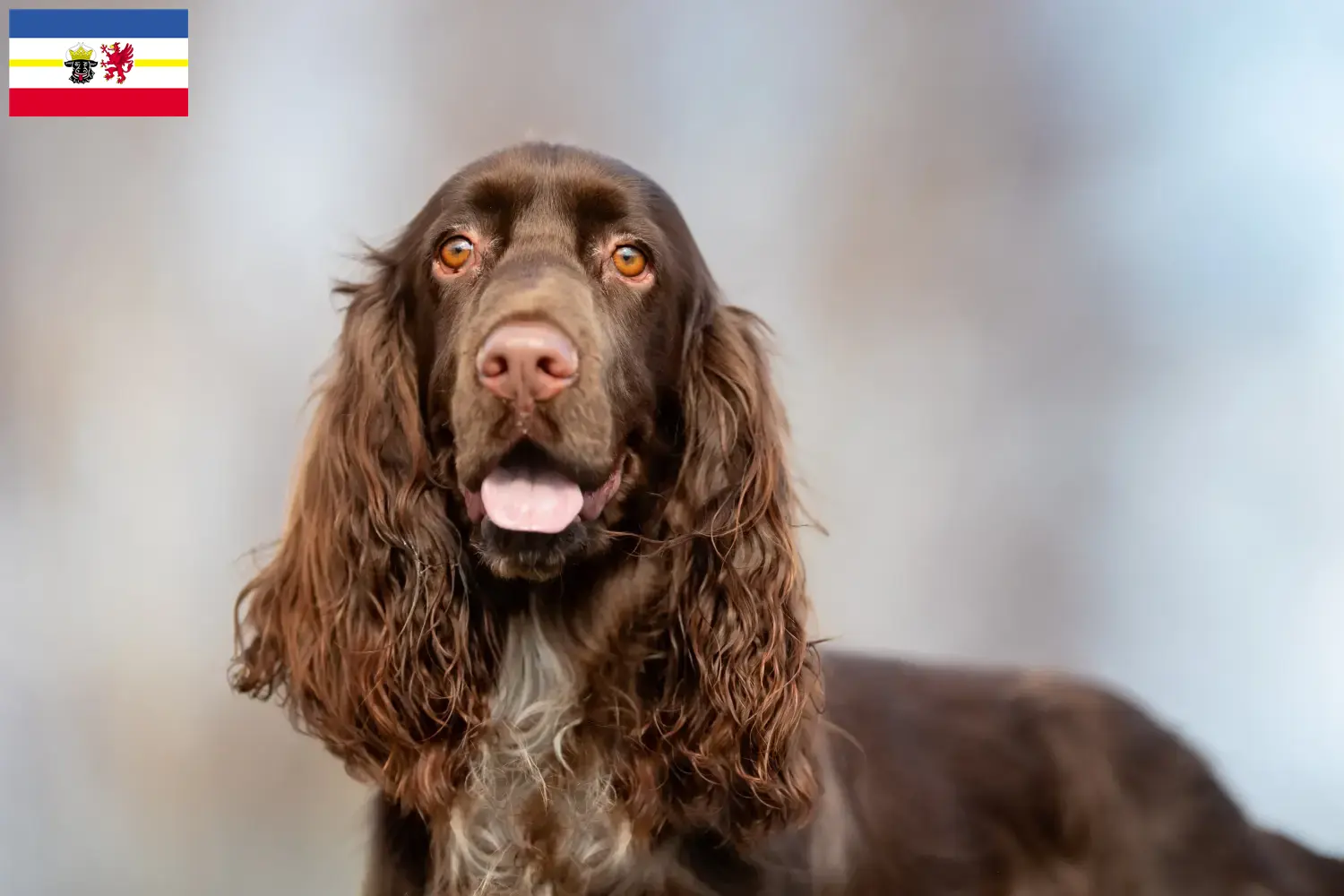 Spaniel polny szczenięta i hodowcy Meklemburgia-Pomorze Przednie Tutaj znajdą Państwo hodowców spanieli polnych w Meklemburgia-Pomorze Przednie.