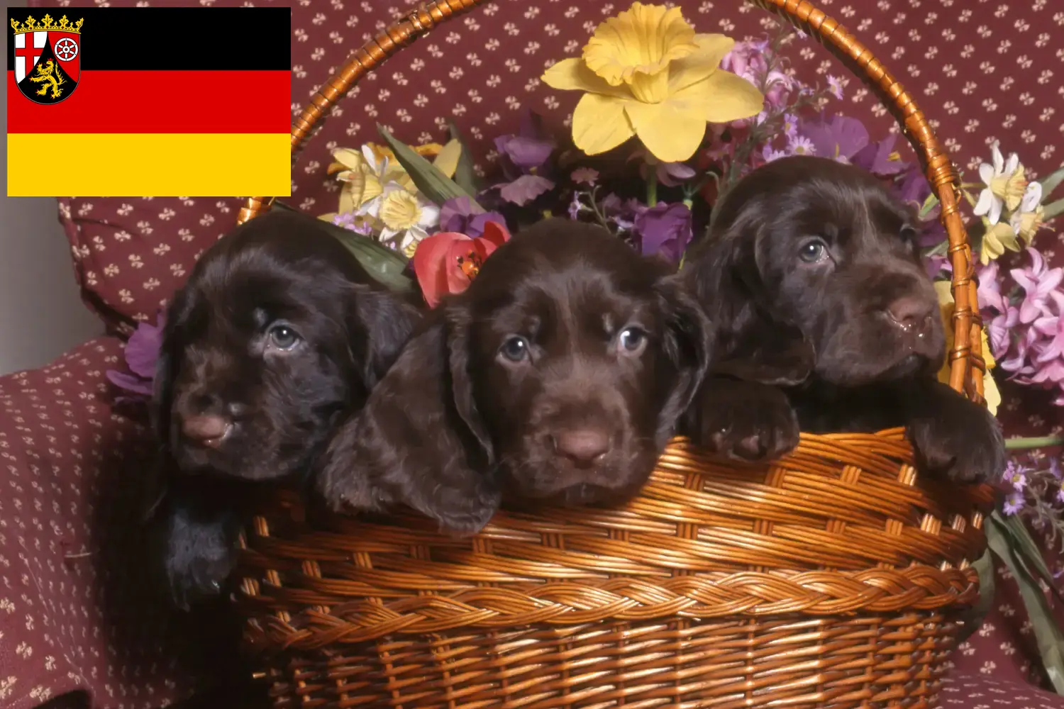 Spaniel polny szczenięta i hodowcy Nadrenia-Palatynat Tutaj znajdą Państwo hodowców spanieli polnych w Nadrenia-Palatynat.