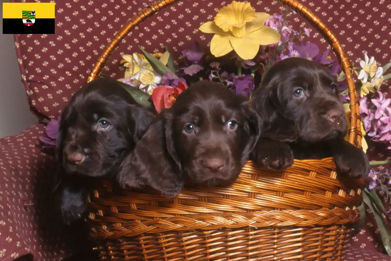 Spaniel polny szczenięta i hodowcy Saksonia-Anhalt Tutaj znajdą Państwo hodowców spanieli polnych w Saksonia-Anhalt.