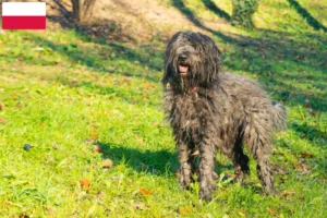 Read more about the article Hodowca owczarków Bergamasco i szczenięta w Polsce