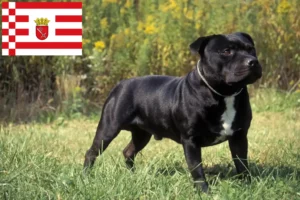 Read more about the article Hodowcy i szczenięta Staffordshire Bull Terrier w Brema