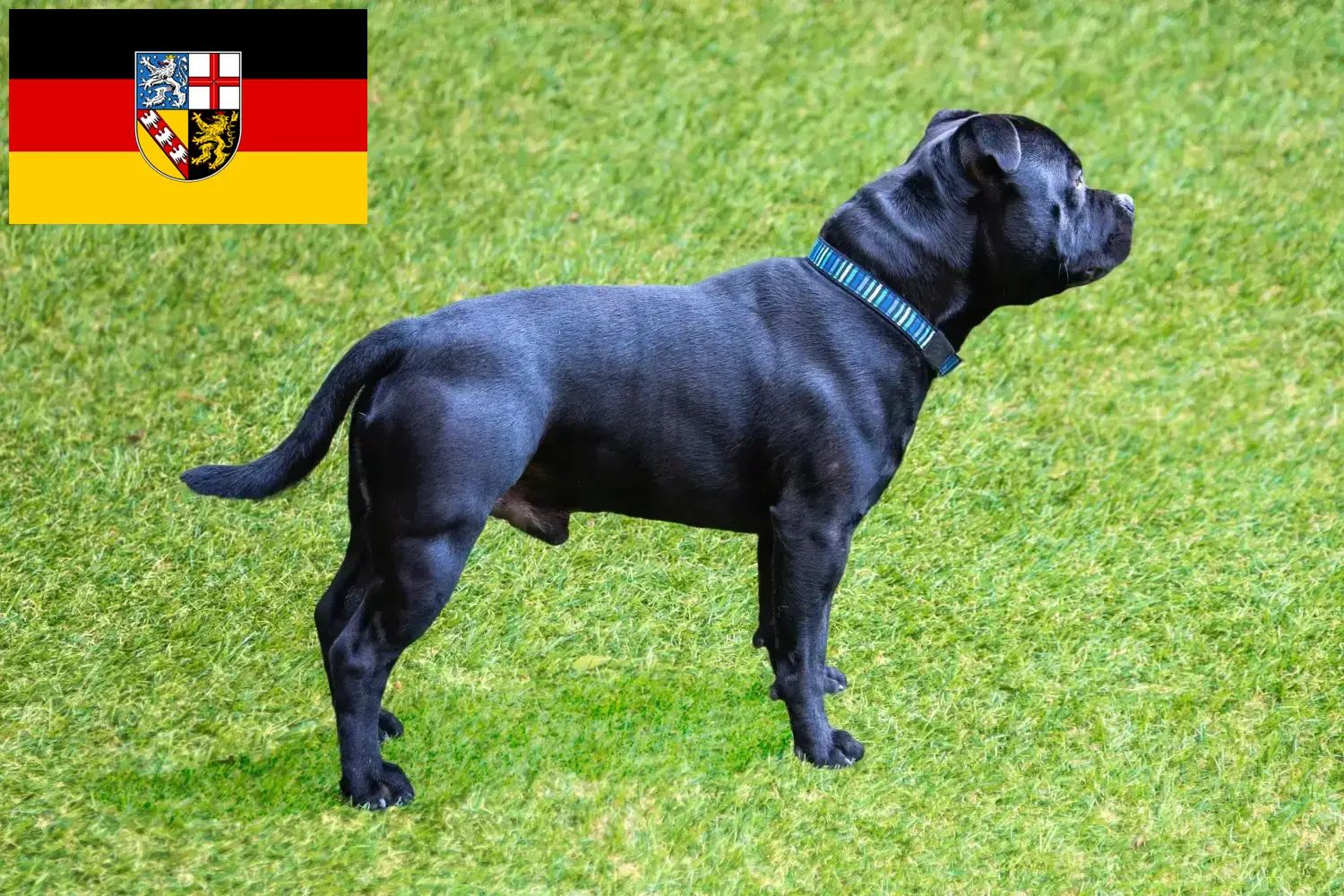 Read more about the article Hodowcy i szczenięta Staffordshire bull terrier w Kraj Saary