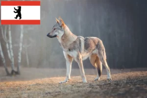 Read more about the article Hodowla wilczarza czechosłowackiego i szczeniąt w Berlinie