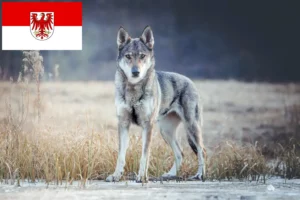 Read more about the article Hodowla wilczaków czechosłowackich i szczeniąt w Brandenburgii