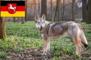 Read more about the article Hodowca wilczaków czechosłowackich i szczeniąt w Dolna Saksonia