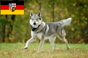 Read more about the article Hodowca wilczaków czechosłowackich i szczeniąt w Kraj Saary