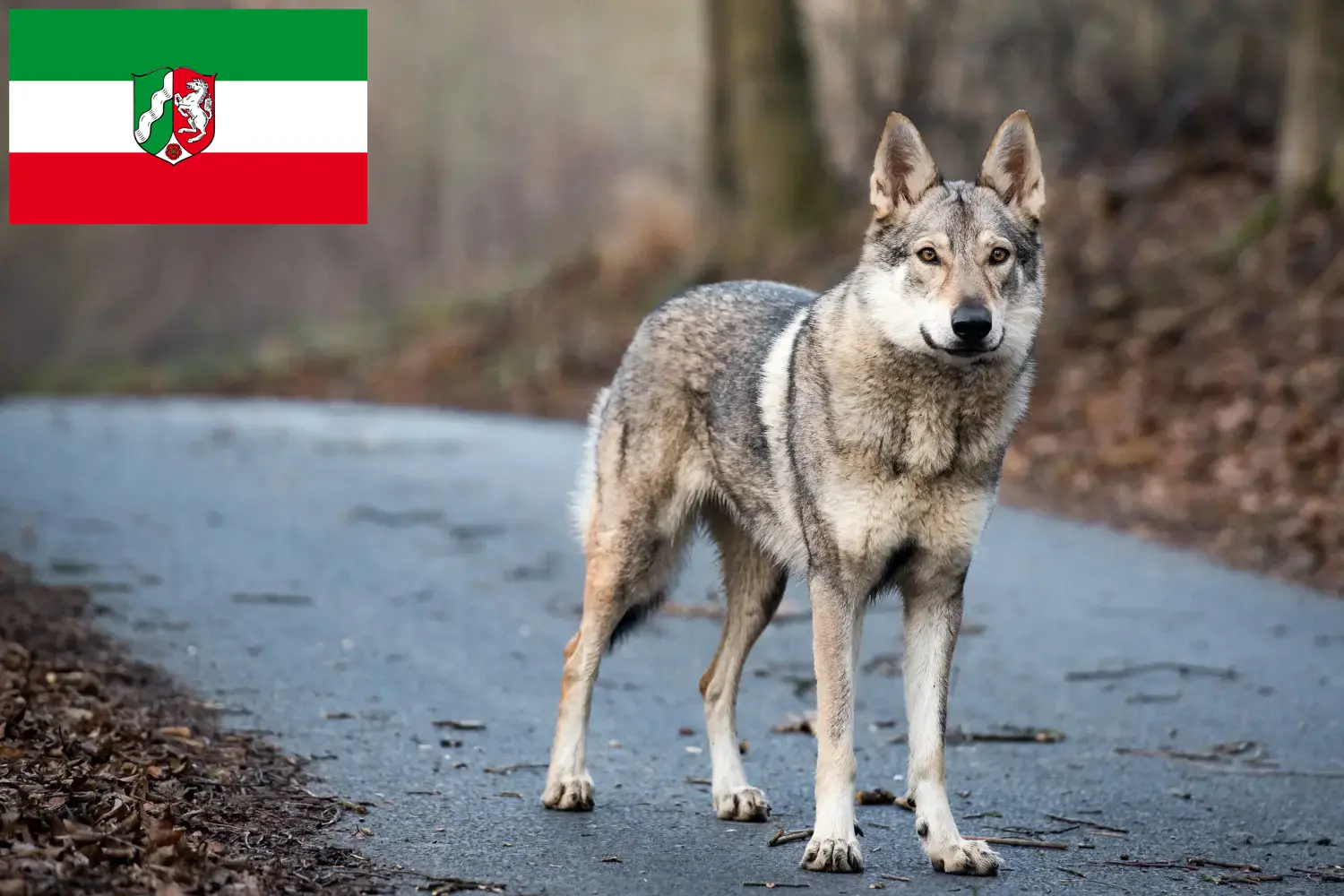 Wilczarz czechosłowacki szczenięta i hodowcy Nadrenia Północna-Westfalia Znajdź hodowców wilczaków czechosłowackich w Nadrenia Północna-Westfalia.